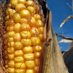 corn