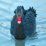 Black swan