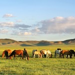 Herd of horses