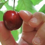 cherry_picking